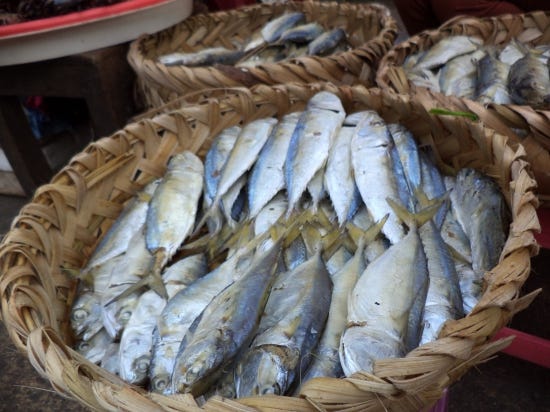 CAMBODIA: Fermented fish paste: Prahok