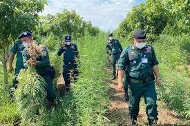 Drug bust yields 12,500 marijuana plants, over 30kg of dried produce |  Phnom Penh Post