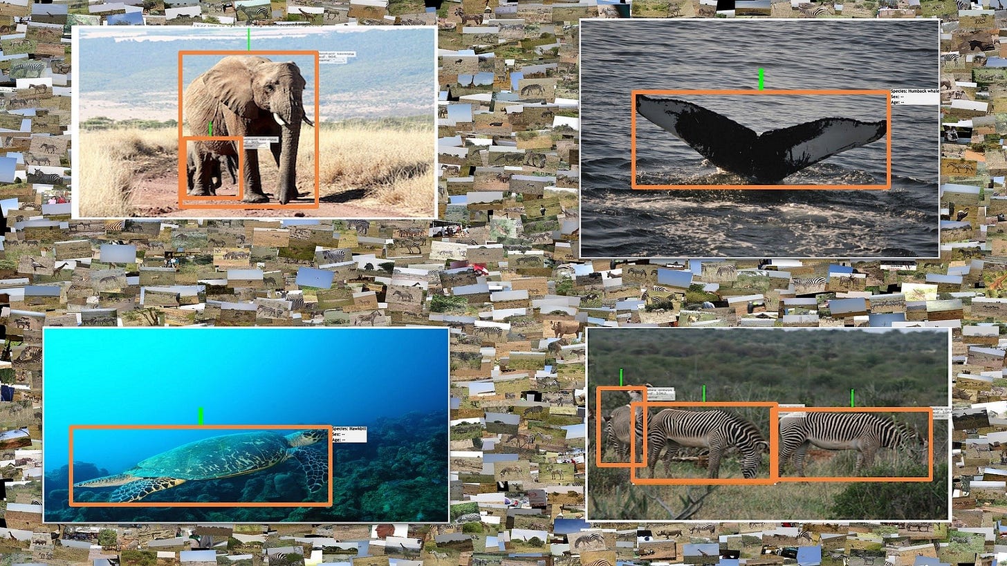 Researchers are using artificial intelligence to  extract information from photos of endangered species.