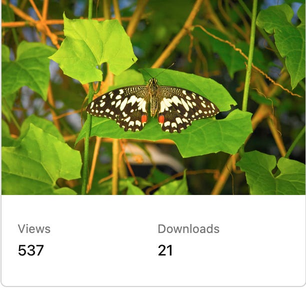Screenshot of Tom Dekan's photo of a butterfly with 537 views