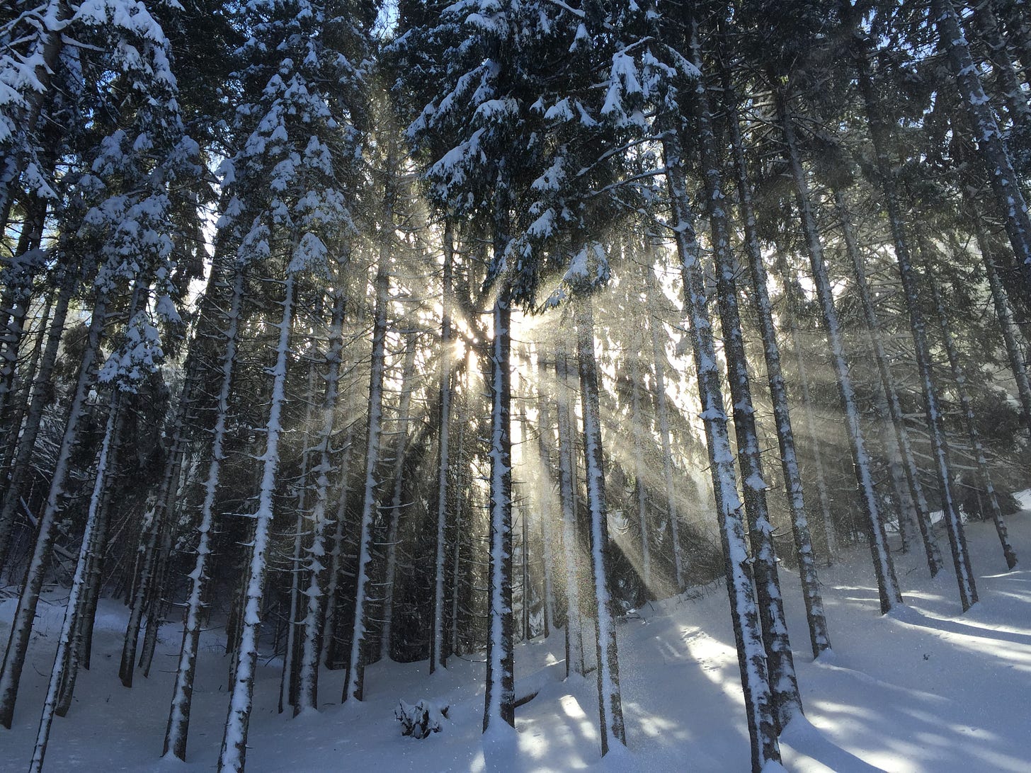 Beaming sunlight breaks between tall dark trees in a snowy forest.