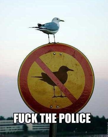 gaivota pousada em cima de uma placa que tem o desenho de um passarinho 'proibido'. dizeres na parte anterior: fuck the police.