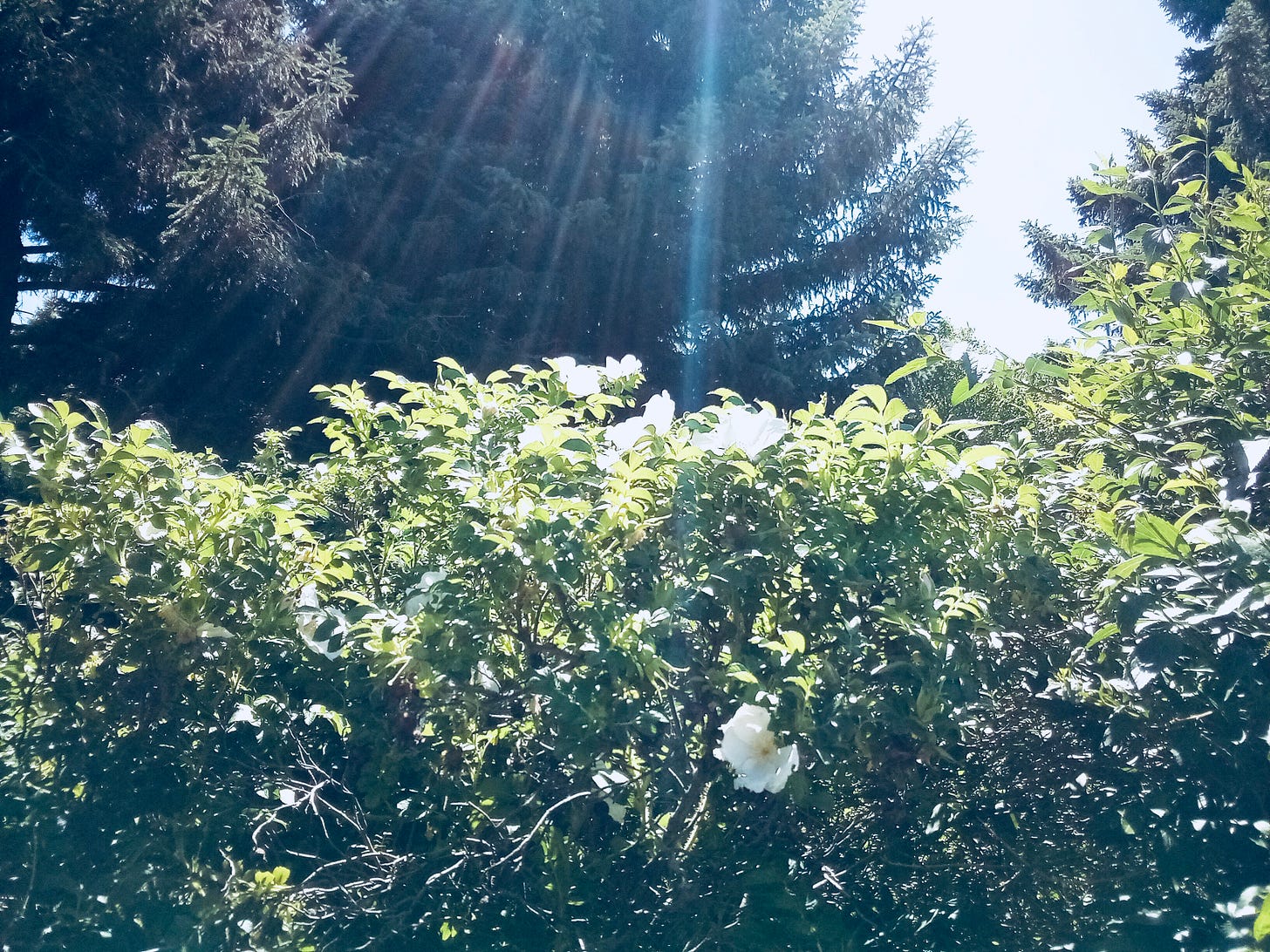 Sunbeam shining on rosebush