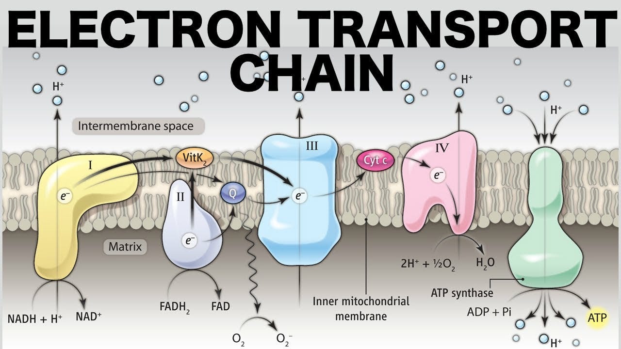Electron Transport Chain (Oxidative Phosphorylation) - YouTube