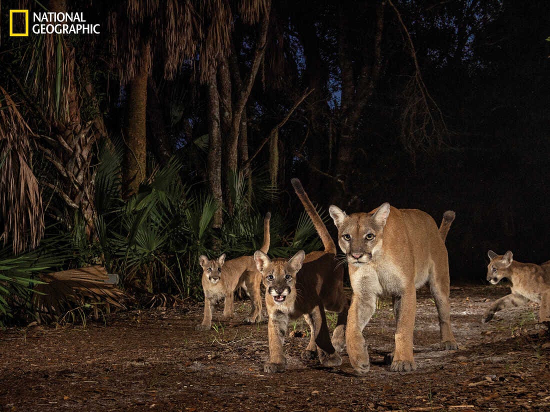 eastern puma florida