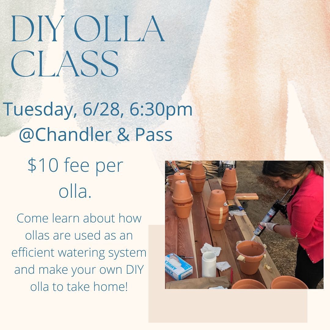 May be an image of 1 person and text that says 'DIY OLLA CLASS Tuesday, 6/28, 6:30pm @Chandler & Pass $10 fee per olla. Come learn about how ollas are used as an efficient watering system and make your own DIY olla to take home!'