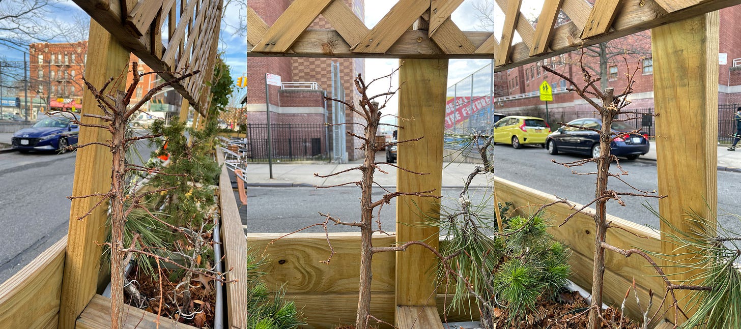 ID: Three photos side by side of a dawn redwood tree that's lost its leaves.