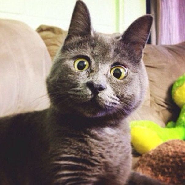 This Permanently Surprised Cat Wasn&#39;t Supposed To Survive, Now He&#39;s 4 Years  Old | Bored Panda