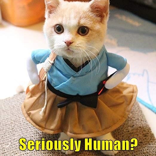 Seriously Human? - Lolcats - lol | cat memes | funny cats | funny cat  pictures with words on them | funny pictures | lol cat memes | lol cats