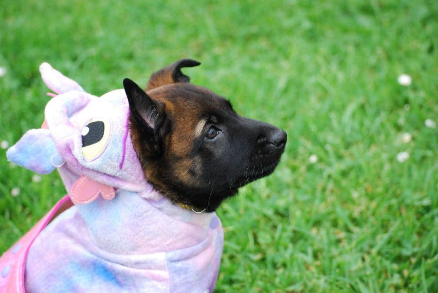 Dog wearing pastel girly animal costume. is it My Little Pony?