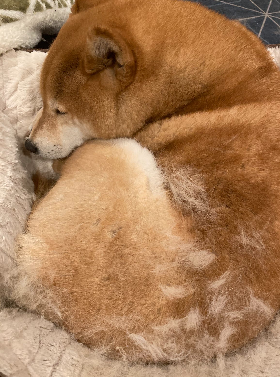 A curled up dog blanketed by her shedding fur