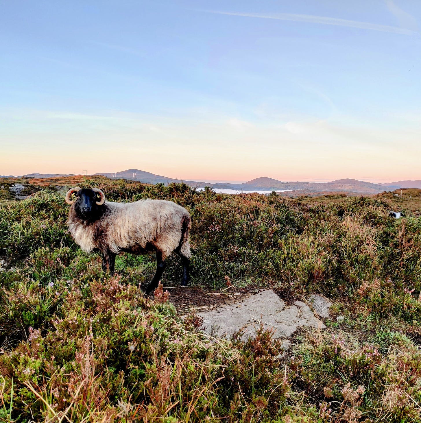 hill ewe on the heather with view across mountains