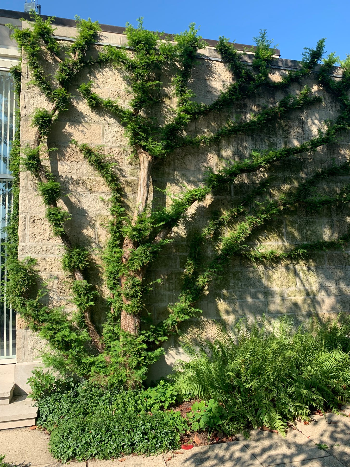 Espalier of Dawn Redwood with green, fluffy branches climbing up the library's stone wall.