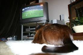 Rugby Fan Cat | Rugby Fan | Jon | Flickr