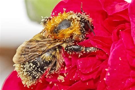 Protecting Pollinators - Fill Your Plate Blog