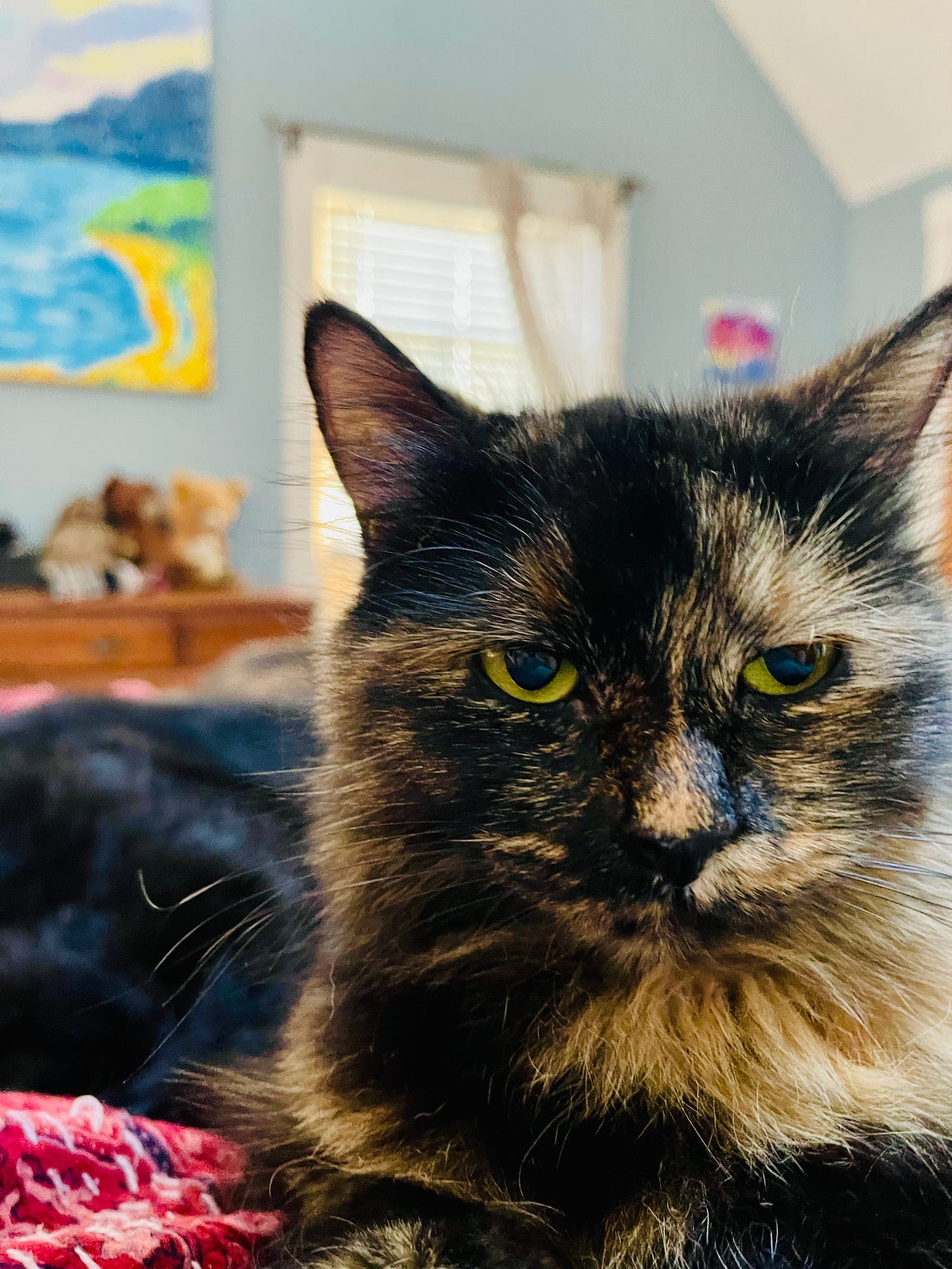 grumpy looking cat on bed with vague image of dog behind her