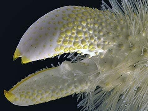 Yeti Crab - Grows Its Own Food In Its Hair | Crab, Beautiful sea creatures,  Weird fish