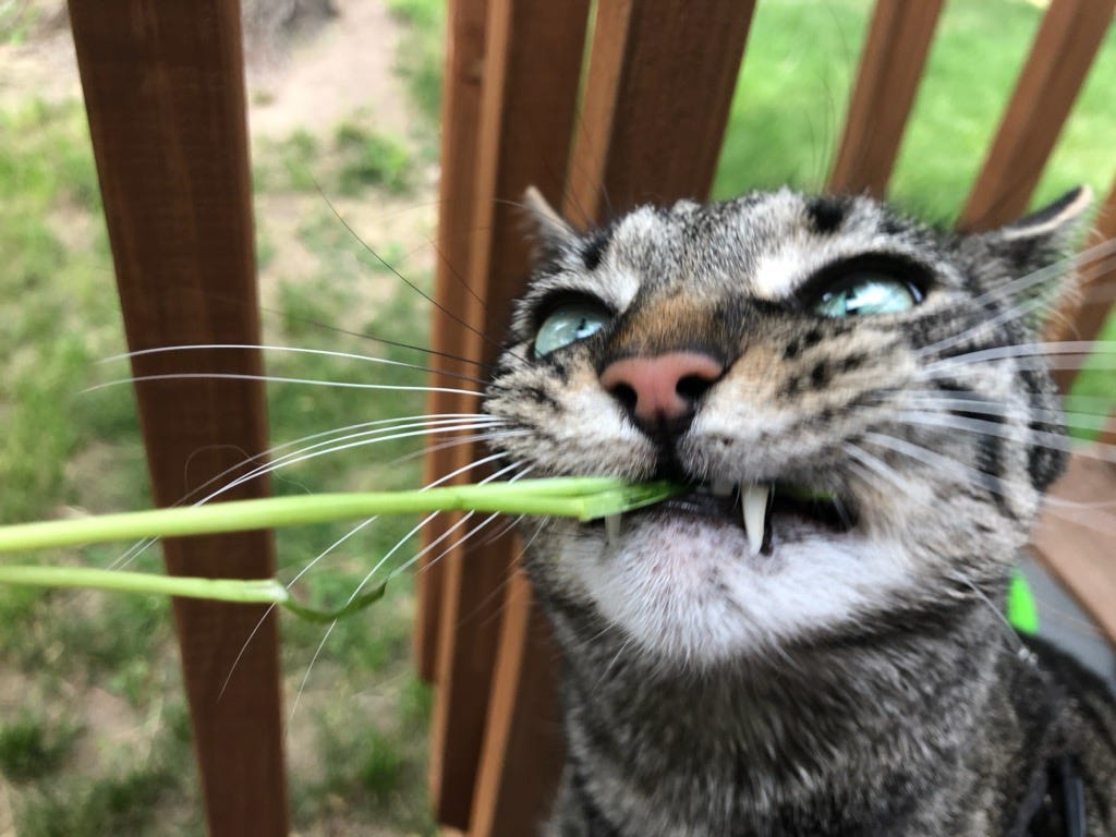 A tabby cat eating grass