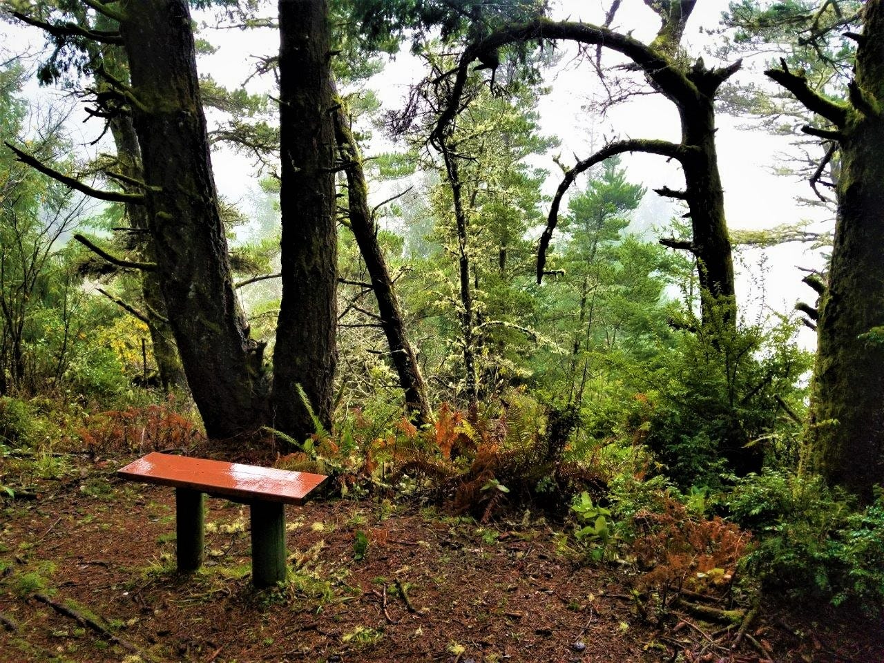 wood bench looking through trees to ocean