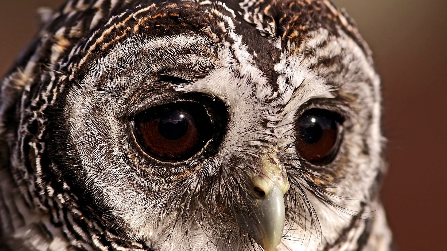 Sad Owl | This is OWL Lives