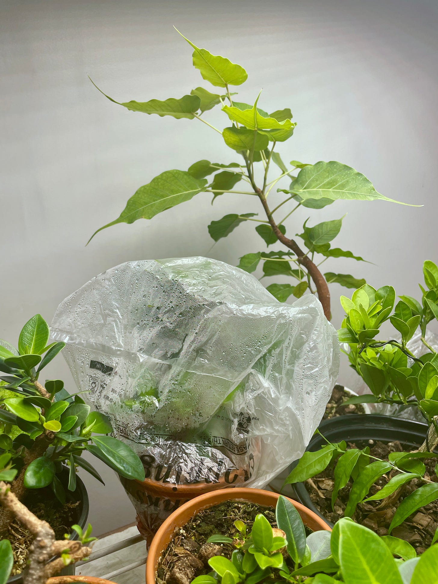 ID: Photo of small fig tree pot encased in a clear plastic bag 