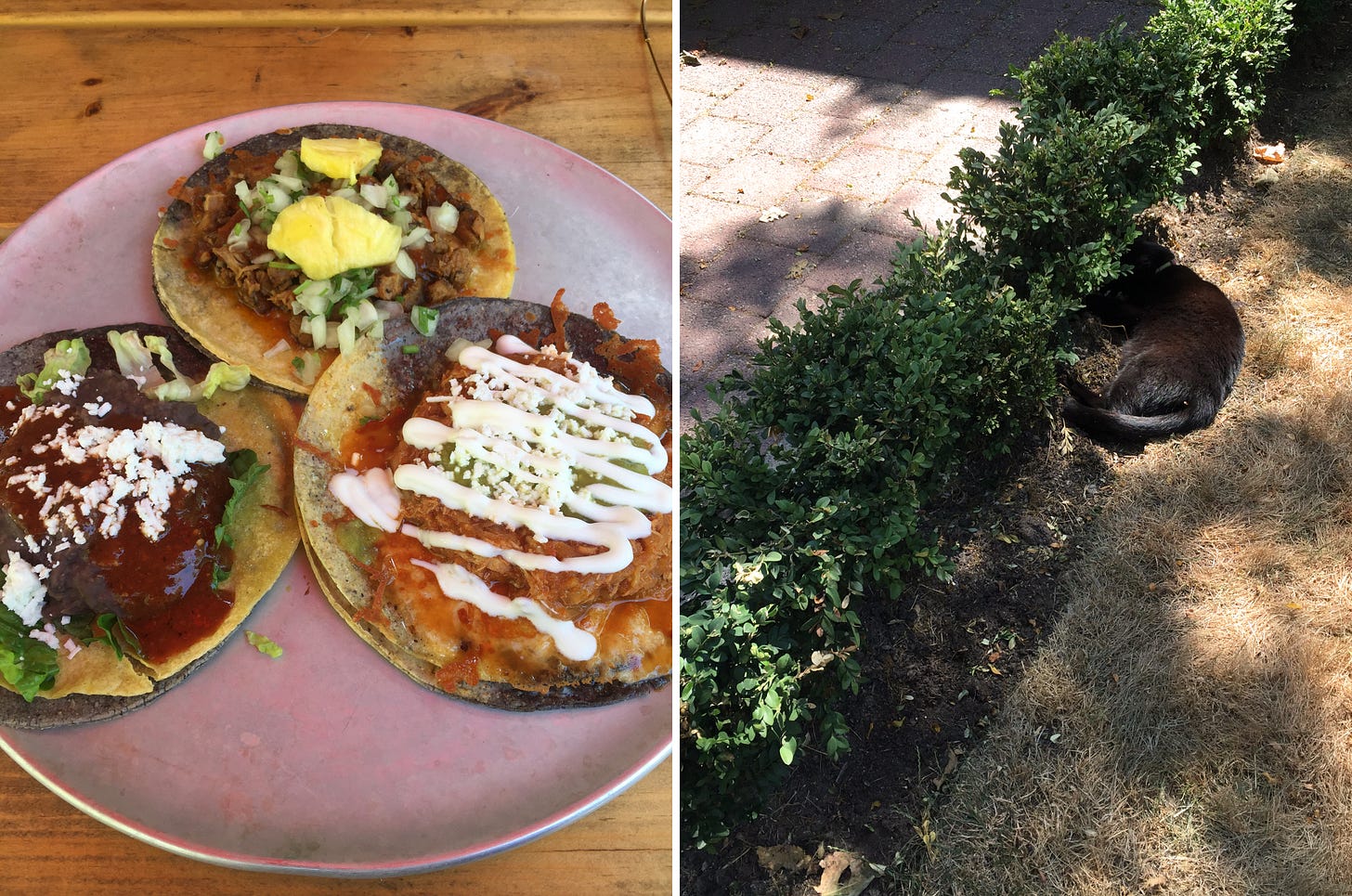 left image: three tacos on a metal plate: al pastor at the top, tinga di pollo bottom right, and enfrijolada bottom left. right image: a black cat lies in a shady patch between a hedge and a dried-out lawn.