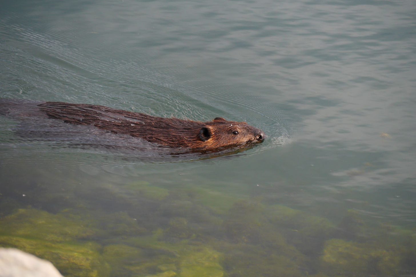 A beaver swims past, their nose, eyes and ears poking out of the water.