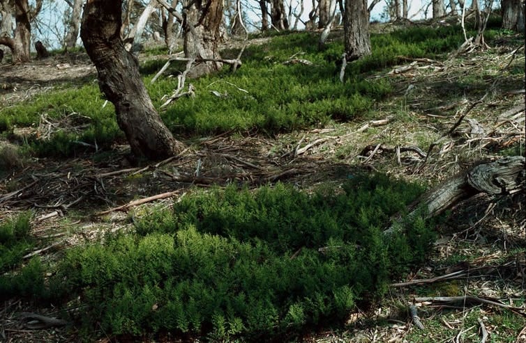 Rock fern colonies growing beneath eucalypts