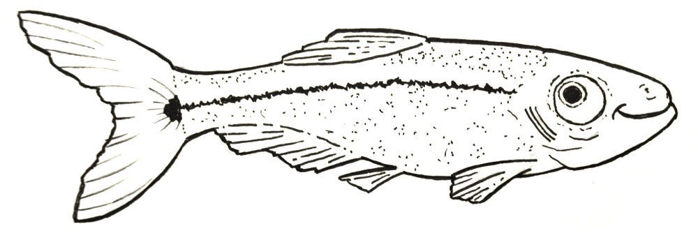Ink drawing of a minnow, swimming to the right and smiling.