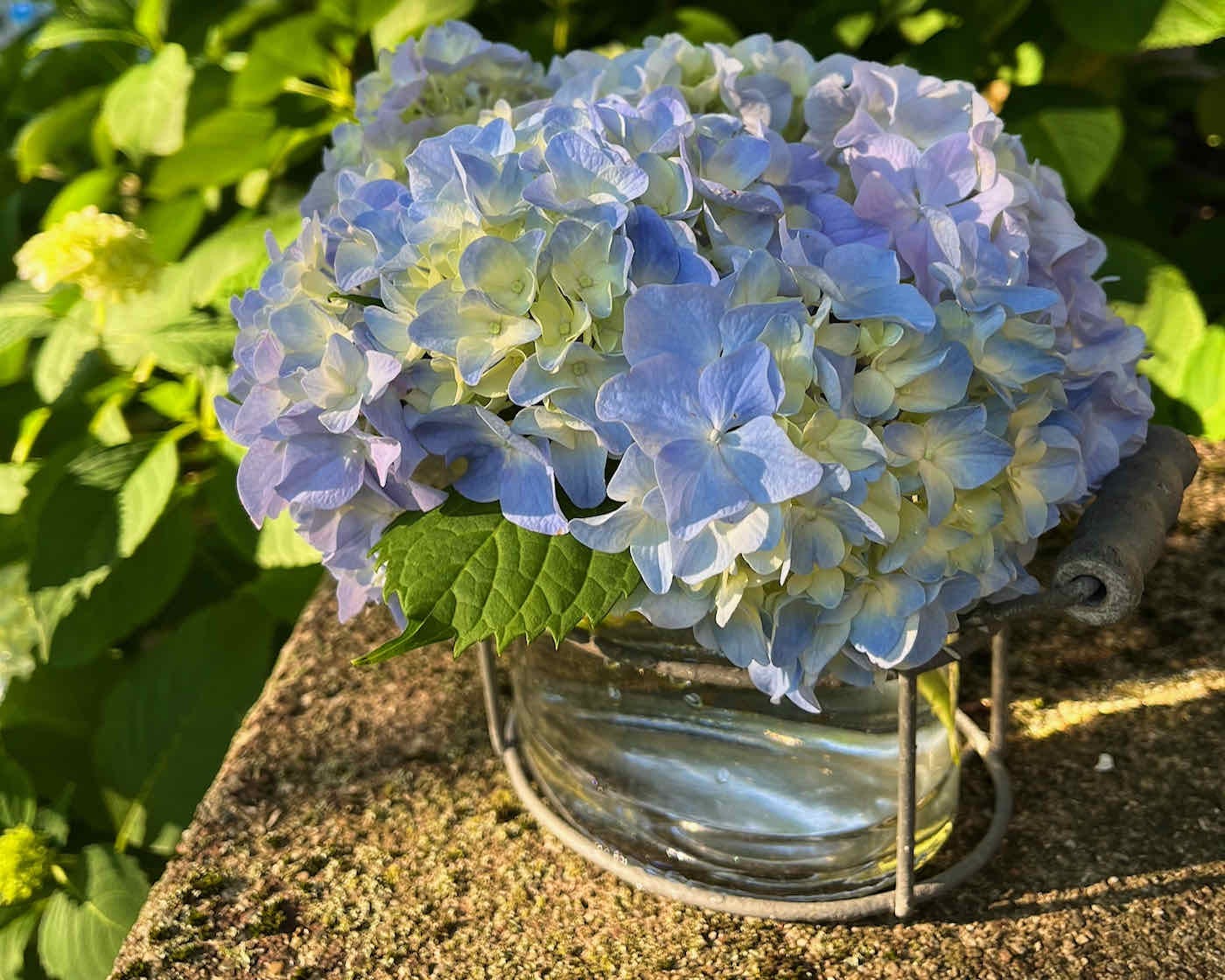 Freshly cut hydrangea with blue, white, and purple petals in a glass vase