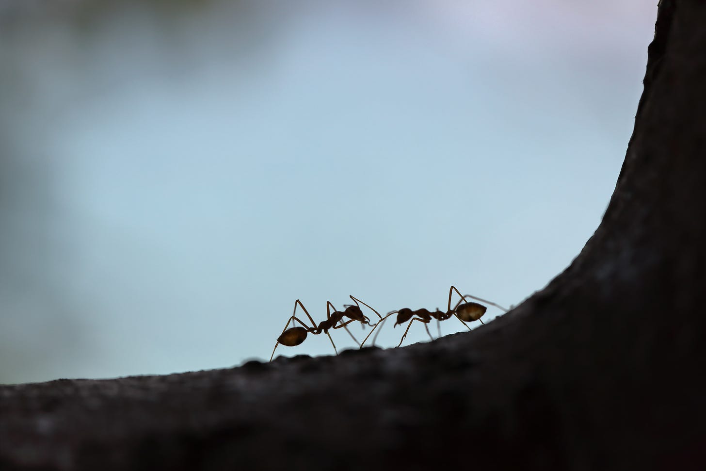 due formiche una di fronte all'altra su un ramo in controluce