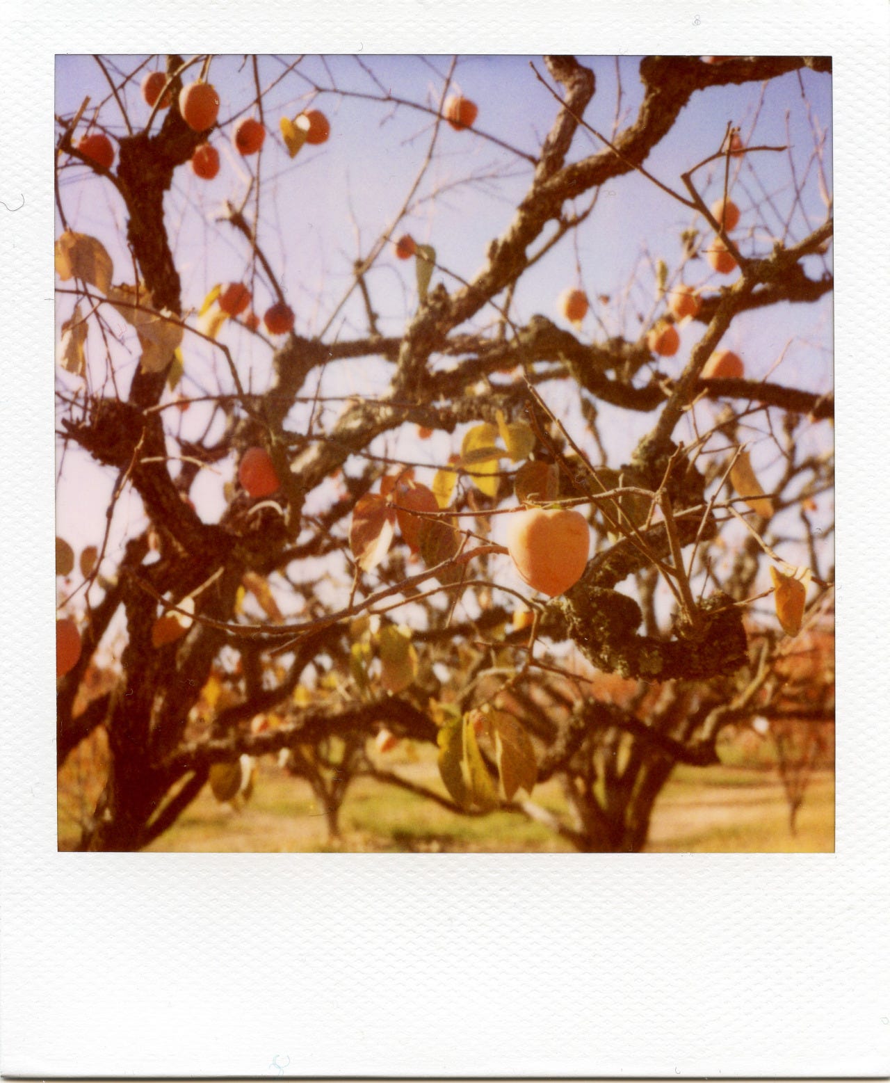 Hoshigaki in the making | My first encounter with a persimmon tree IRL.
‘Roids shot by Pablo and I, respectively. Otow Orchard, Granite Bay.