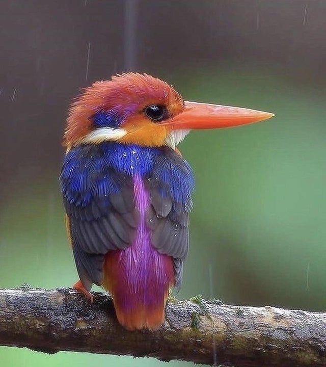This image has an empty alt attribute; its file name is south-philippines-dwarf-kingfisher.jpg