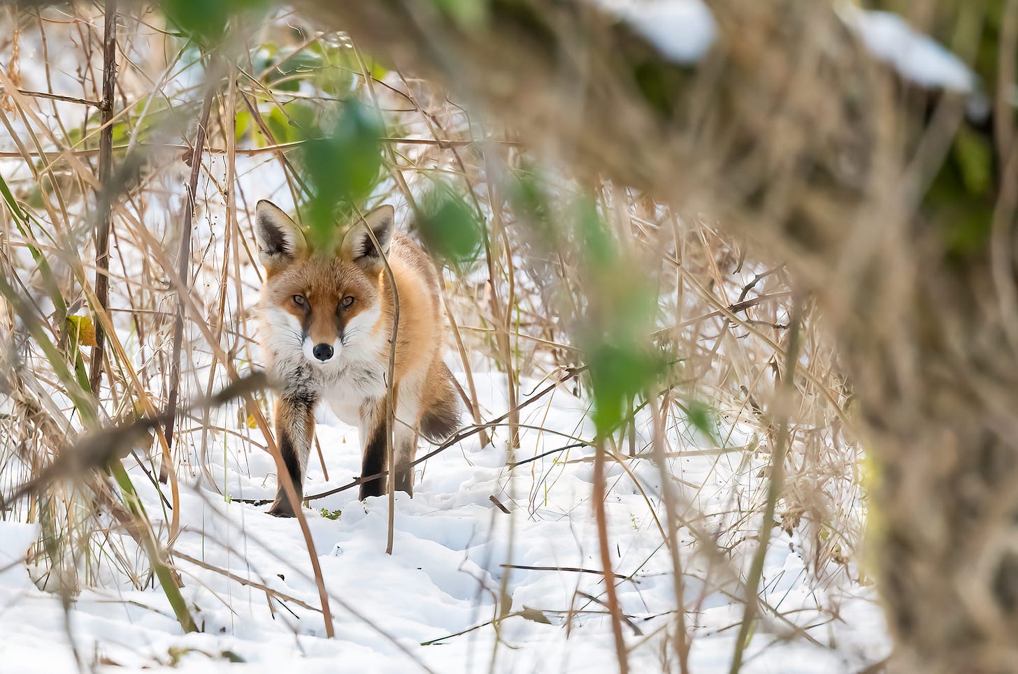 Photo of a red fox walking through snow in between long grass and brambles
