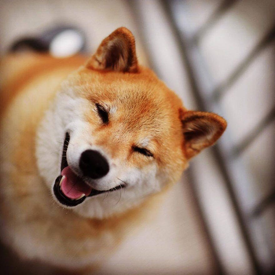Meet Maru, The Smiliest Dog In Japan | Bored Panda