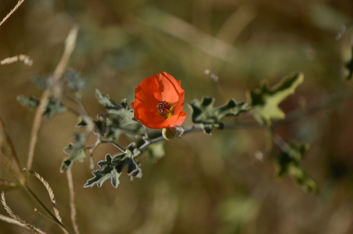 small orange flower on wild Sphaeralcea ambigua