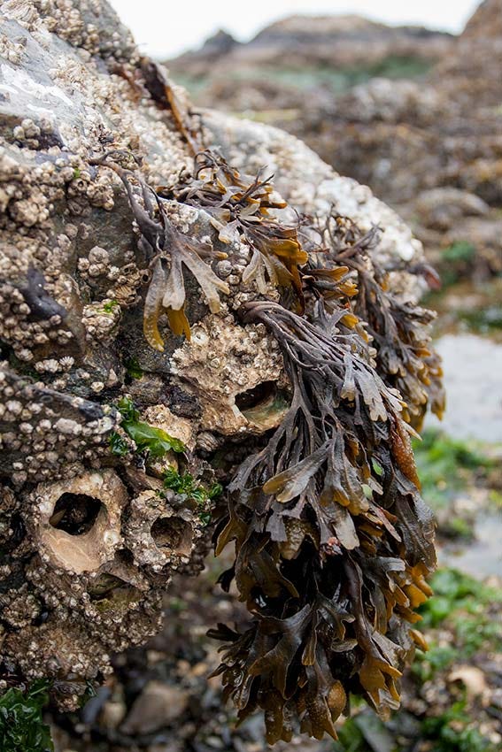 A bunch of greenish brown seaweed dangles from the point of a small boulder on the seashore. The boulder is encrusted with barnacles both large and small, with bits of bright green seaweed still clinging to the empty shells of dead gooseneck barnacles