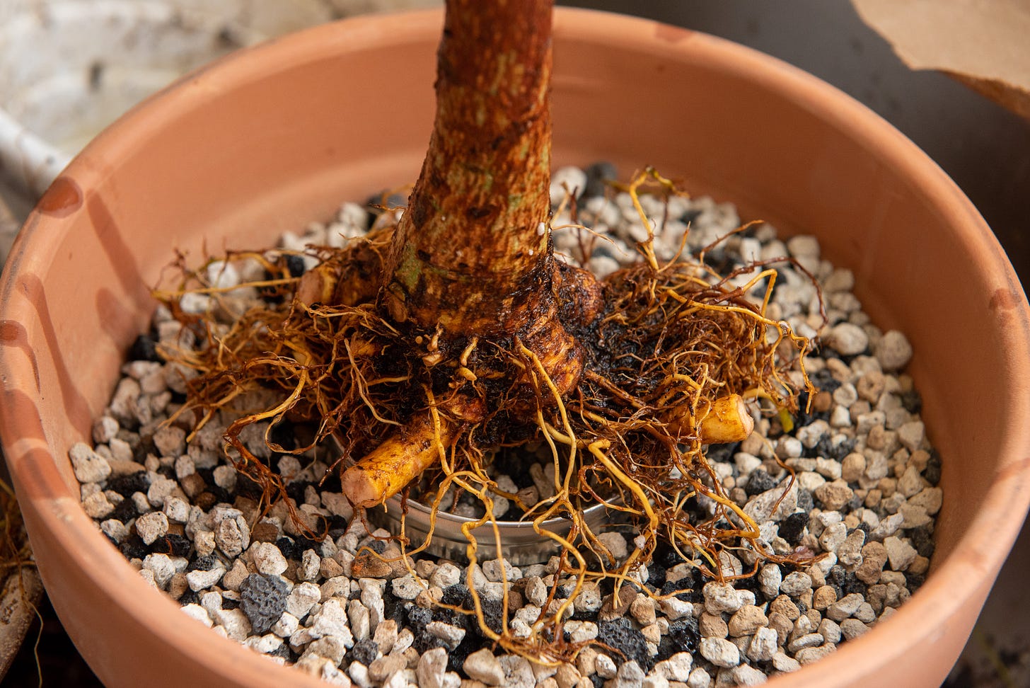 ID: Severely root pruned ficus religiosa in bonsai soil in a large terra cotta pot, showing the root ball