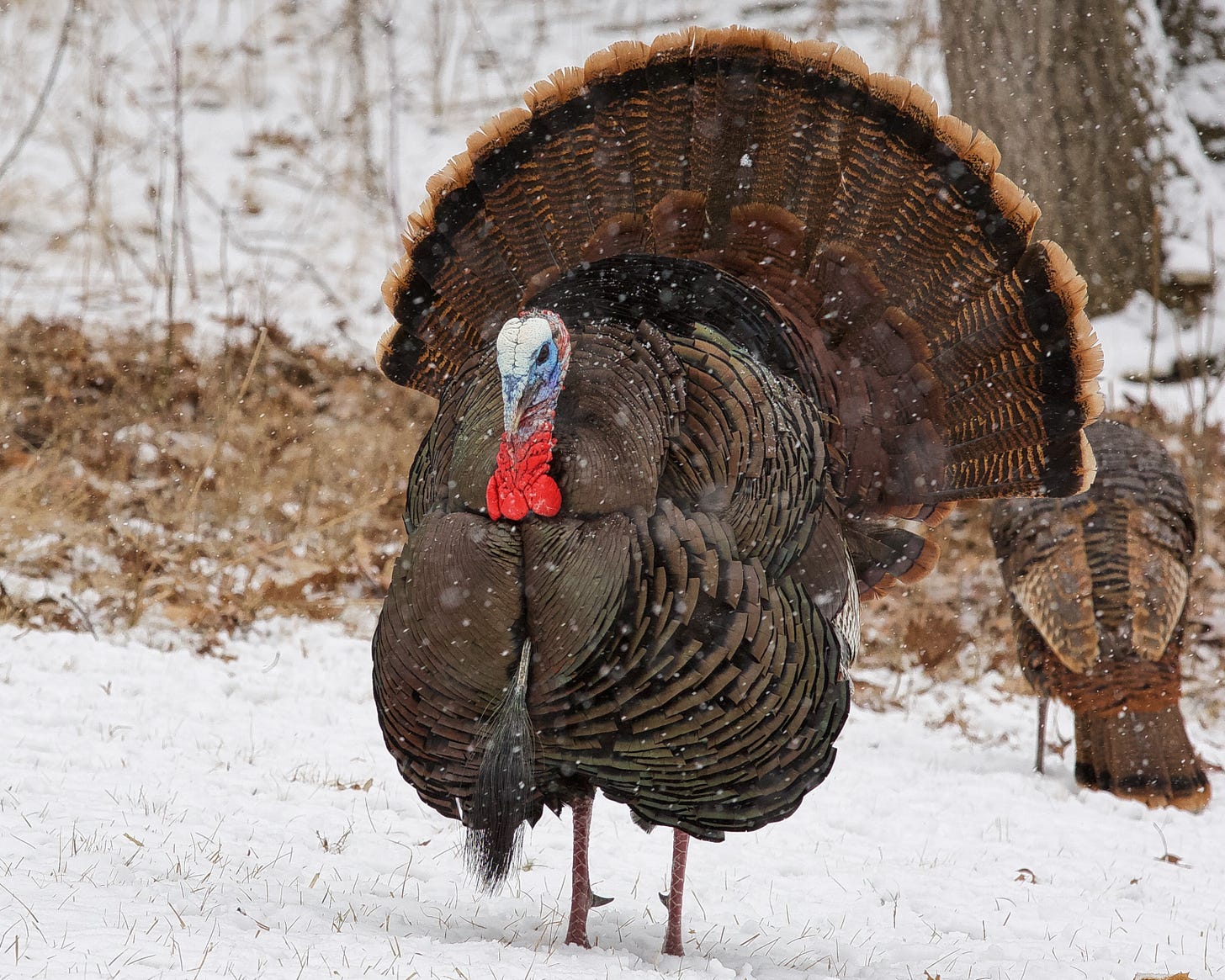 Wild Turkey - eBird