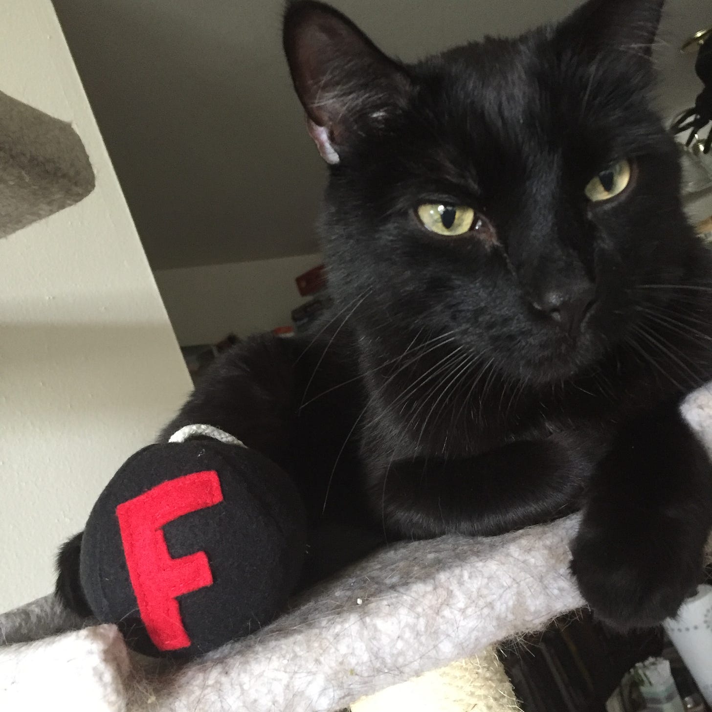 A black cat with green eyes on a cat tower next to an F-bomb plushie.