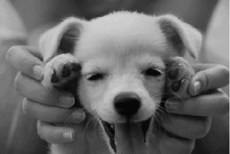 GIF em preto e branco de um pequeno cachorro bocejando entre as mãos de uma pessoa.