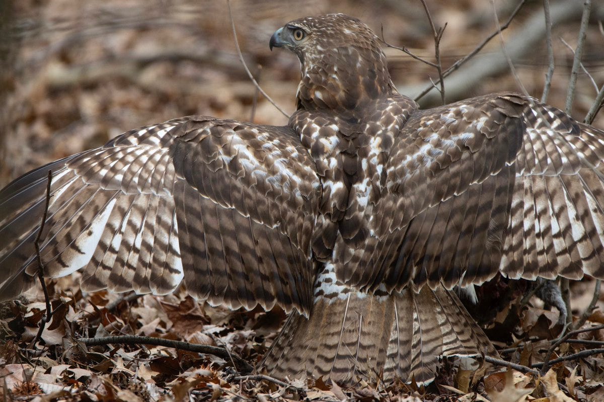 Image result for red tailed hawk camouflage