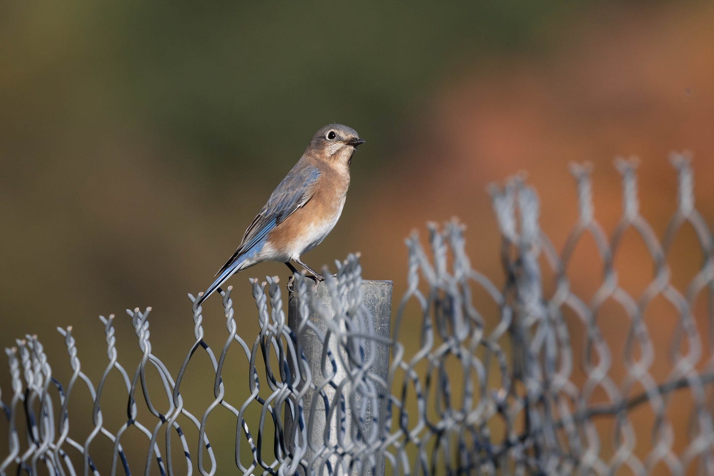 a blue-gray bird with a blue tail, rust-colored belly, white eye ring and black beak standing atop the post of a chain-link fest, facing right and looking at the viewer. there are blurred fall colors in the background.