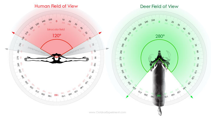 OUTDOOR EXPERIMENT: What Deer See - Whitetail vs. Hunter
