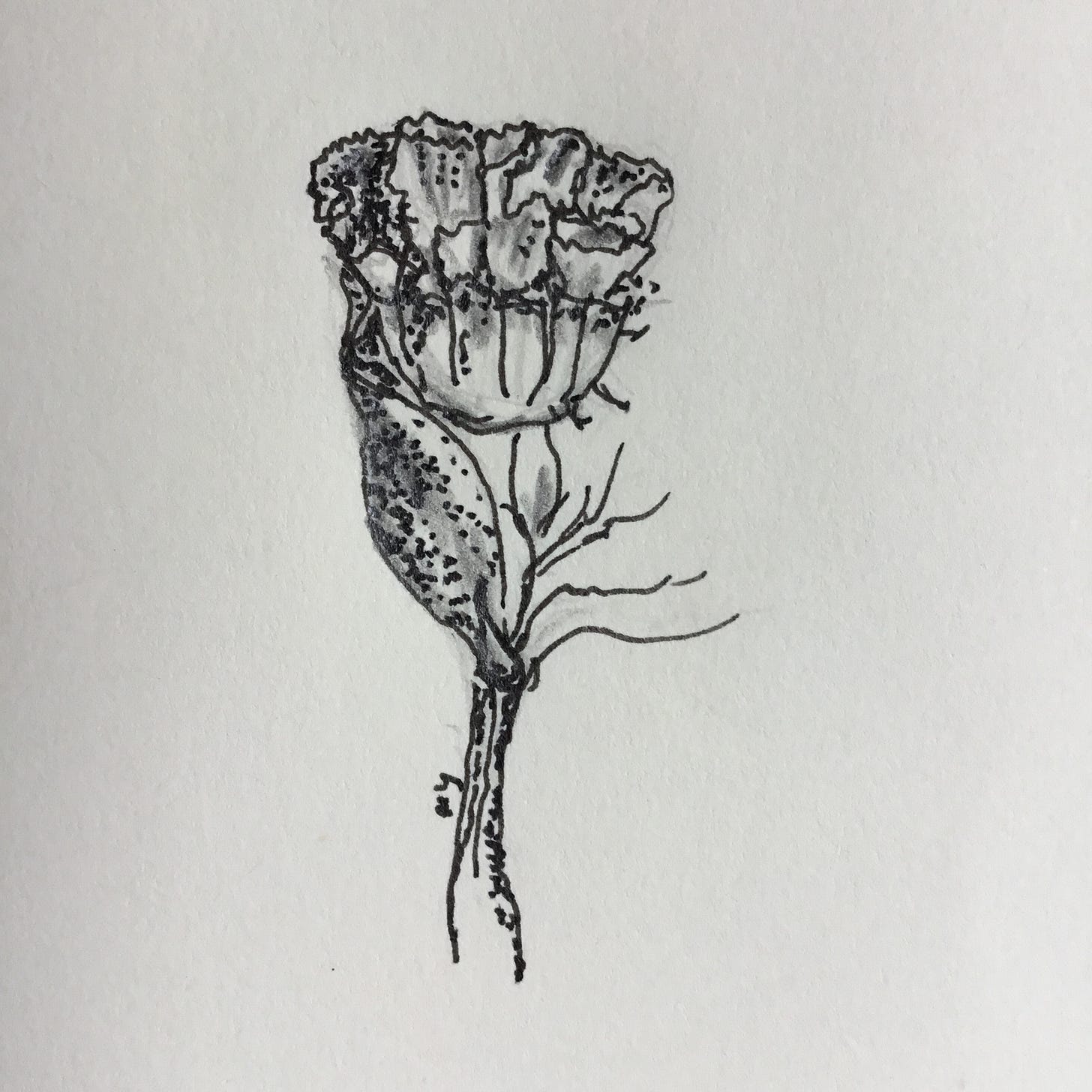 ink and pencil drawing of a bud of flower. Part of the 1/100dayproject2021 | flower at breakfast time