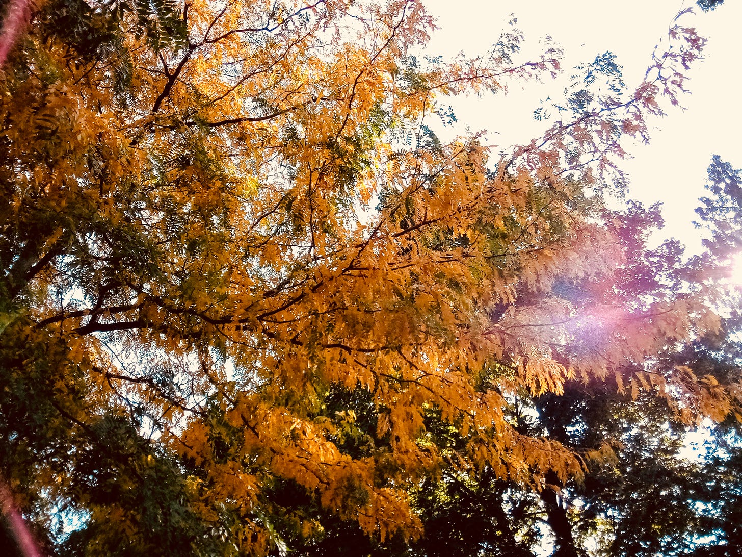 Tree with golden leaves