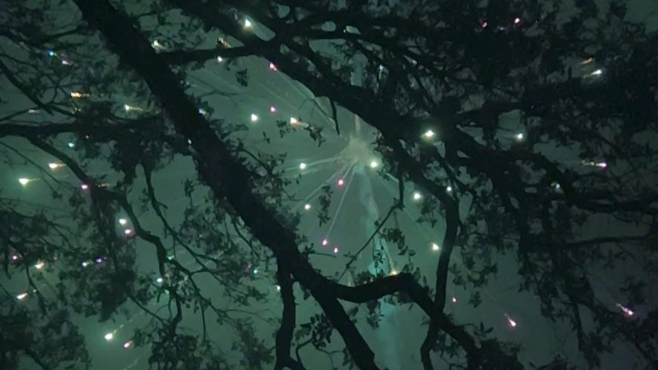 fireworks seen through tree branches