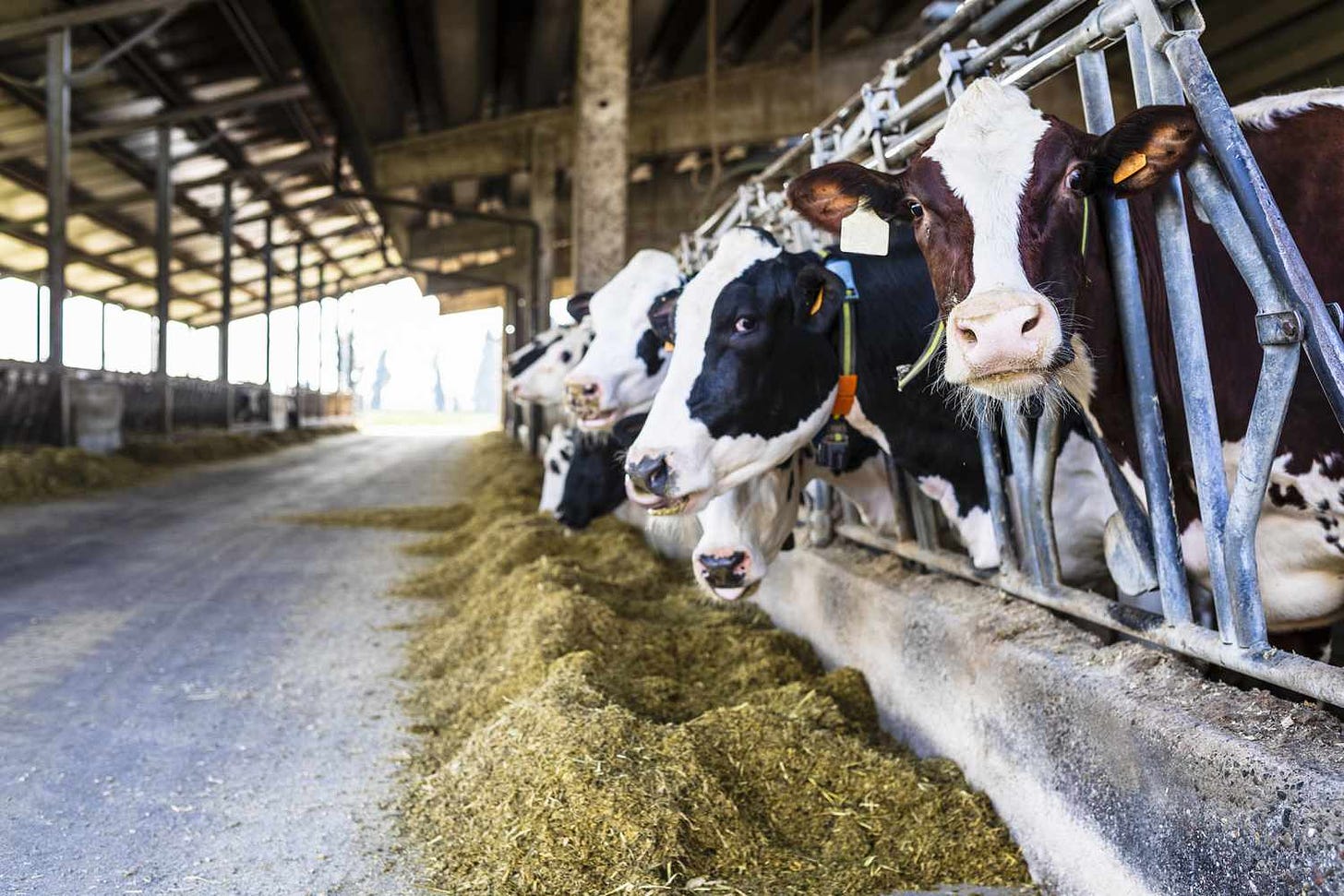 Dairy Farming: Environmental Impact, Ethics, and Industry Outlook