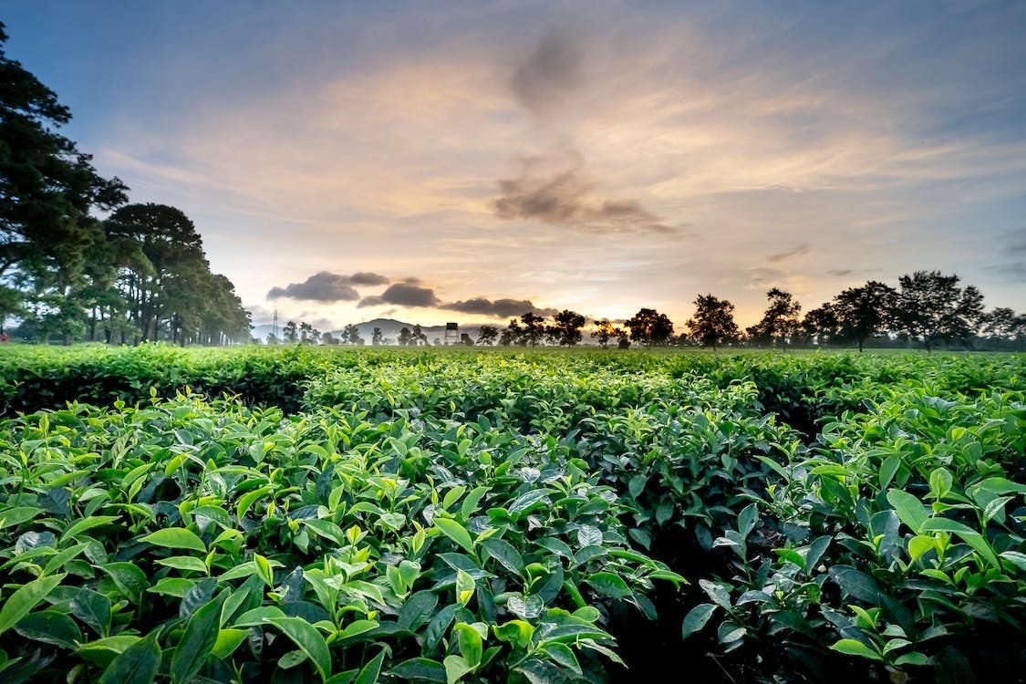 Tea plantations with trees and shrubs under cloudy sky · Free Stock Photo