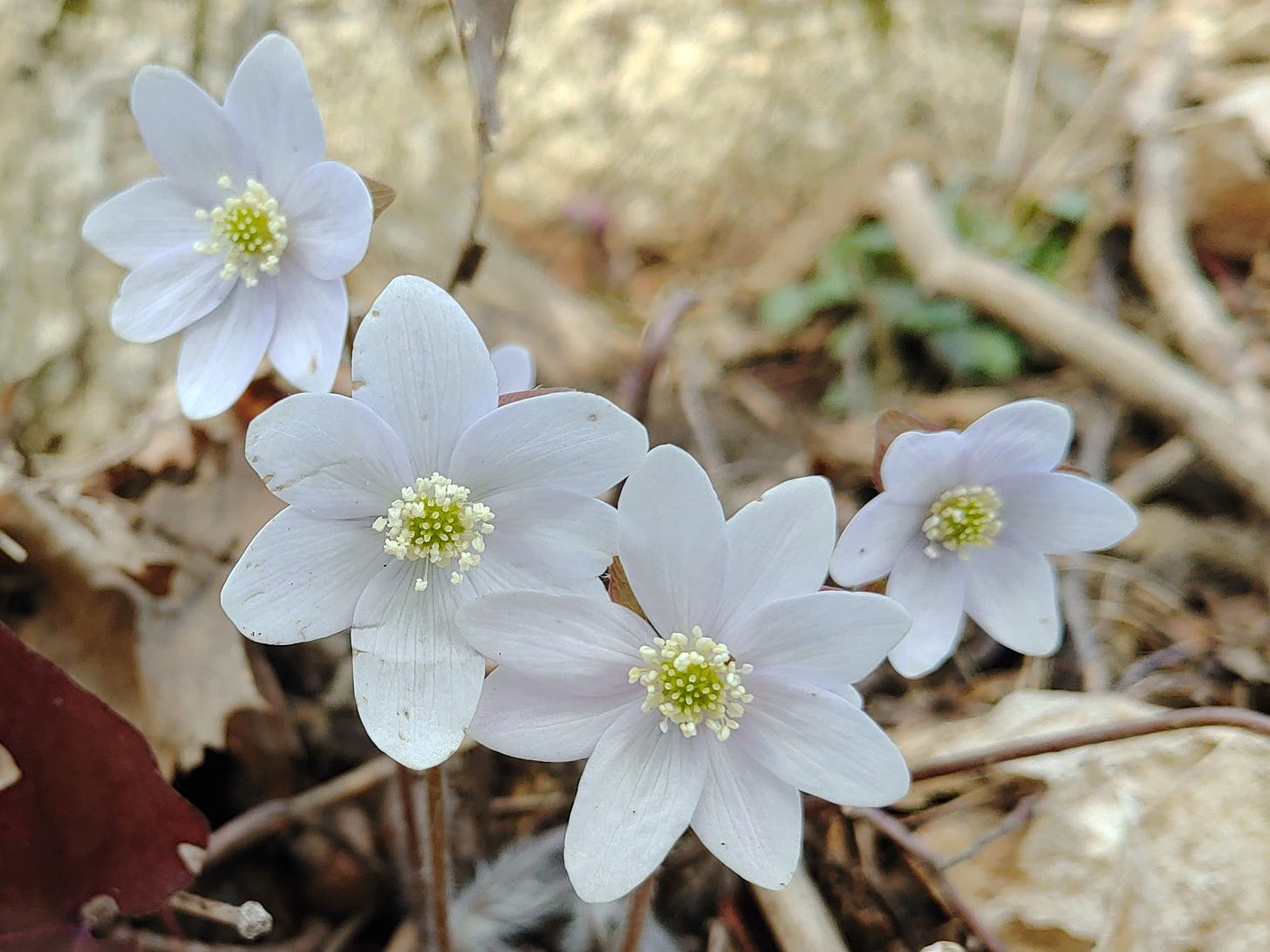 Hepatica wildflowers seen on nature walk through a forest in spring.